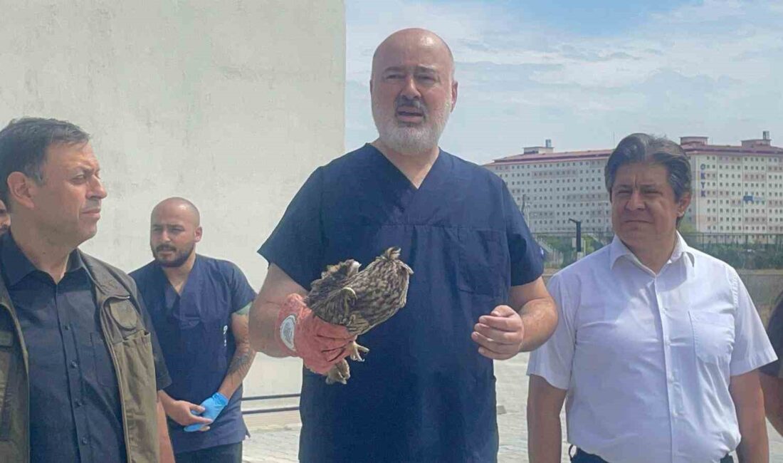 Afyonkarahisar’da tedavileri tamamlanan 45 kerkenez, 14 kulaklı orman baykuşu ve