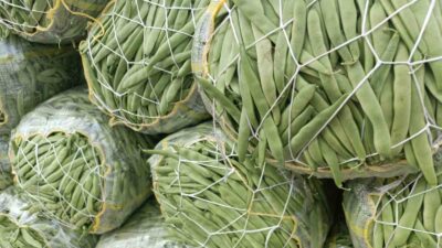 Türkiye’nin önemli yeşil fasulye üretim merkezlerinden birisi olan Afyonkarahisar’ın Şuhut