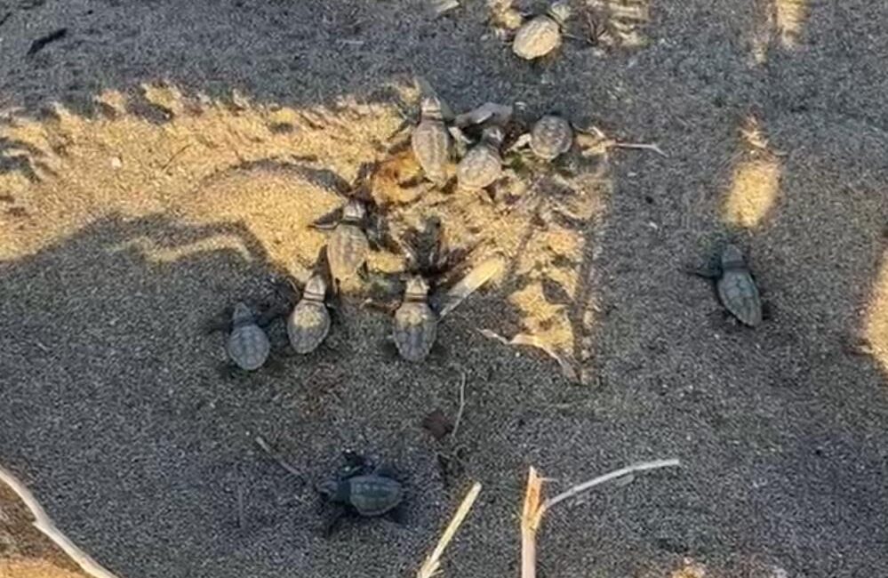 Antalya’nın Alanya ilçesinde yüzlerce caretta caretta yuvasından yavrular çıkmaya başladı,