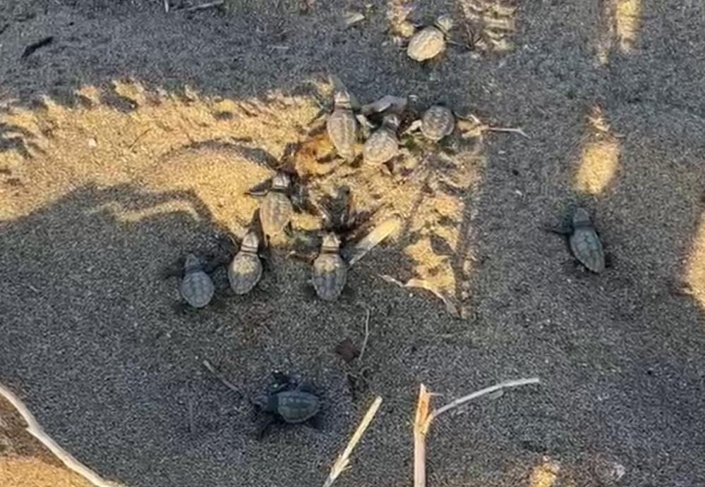 Antalya’nın Alanya ilçesinde yüzlerce caretta caretta yuvasından yavrular çıkmaya başladı,
