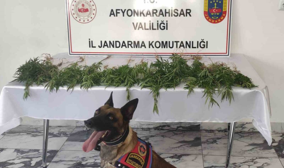 Afyonkarahisar’da çiftliğe baskın düzenleyen jandarma ekipleri 41 kök kenevir ele