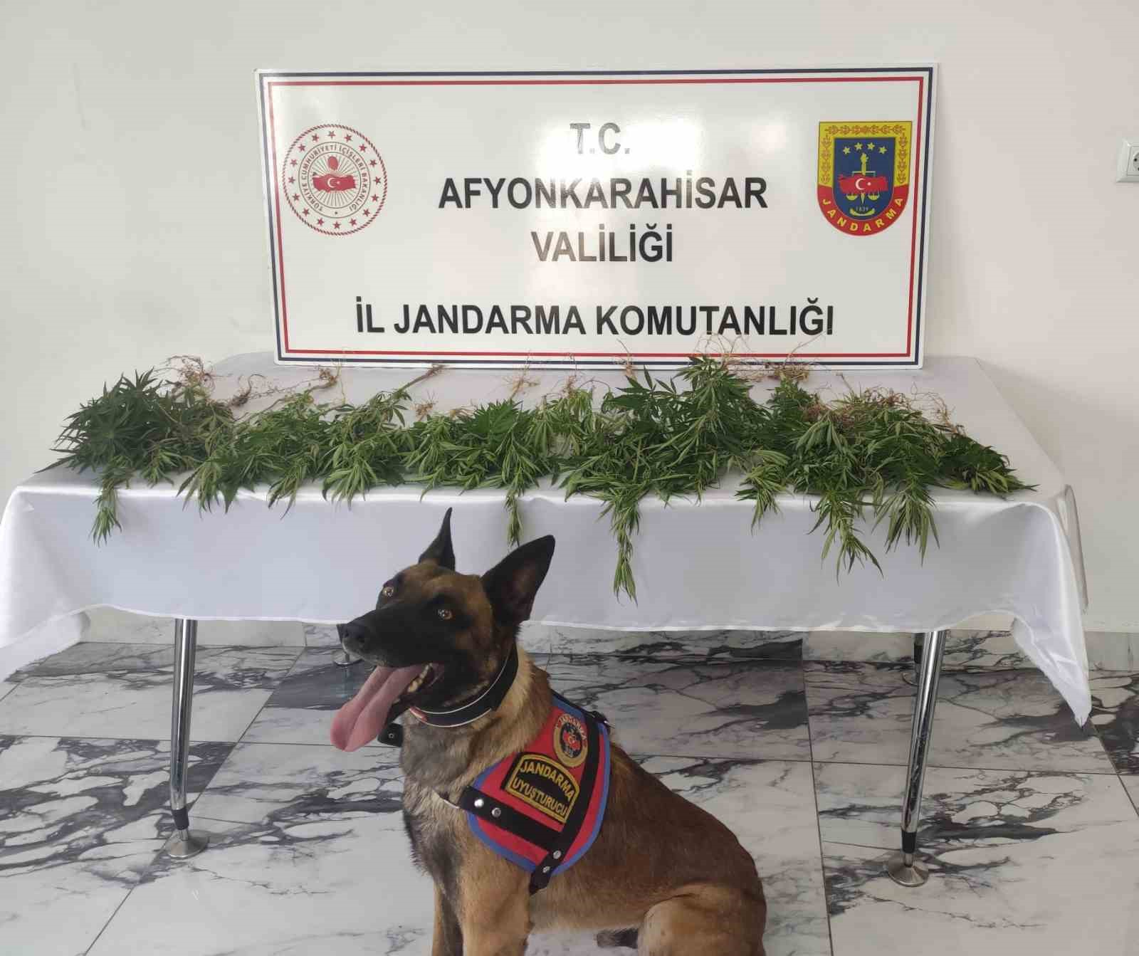 Afyonkarahisar’da çiftliğe baskın düzenleyen jandarma ekipleri 41 kök kenevir ele