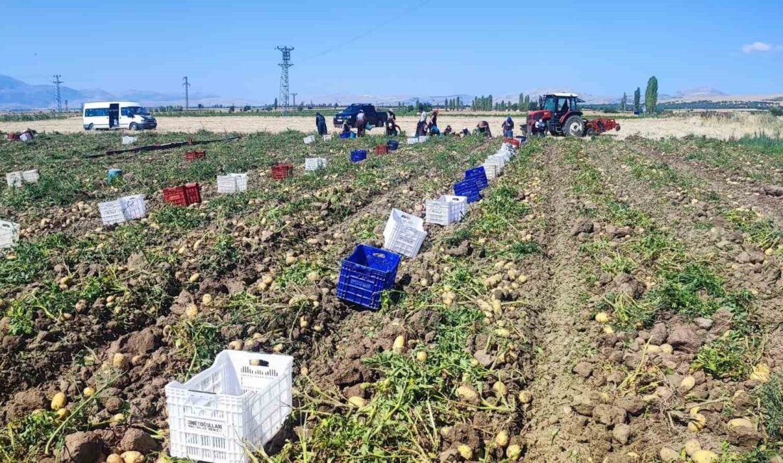 Afyonkarahisar’ın Dinar ilçesinde 30 bin dekar alanda ekimi yapılan marabel