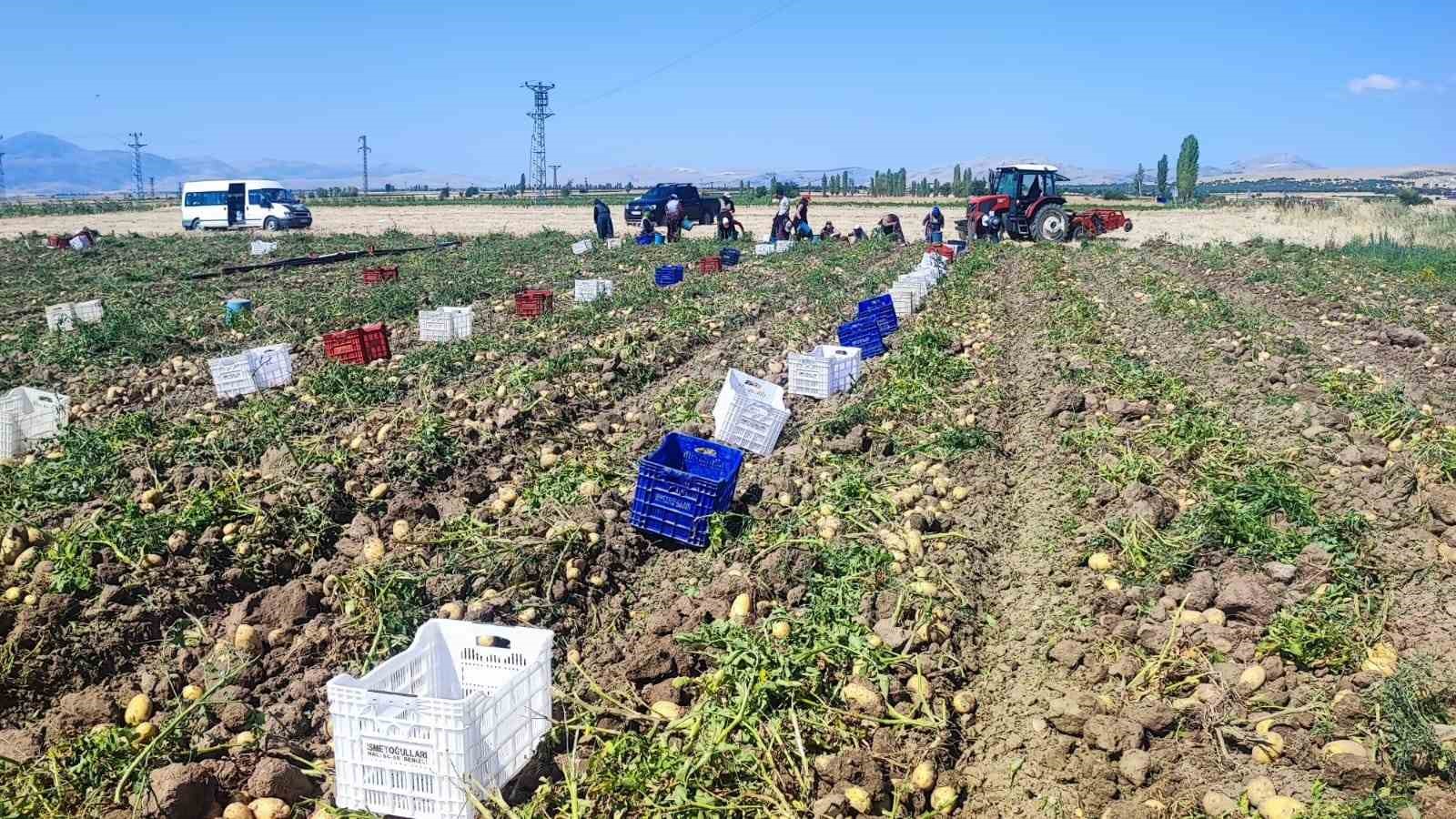Afyonkarahisar’ın Dinar ilçesinde 30 bin dekar alanda ekimi yapılan marabel