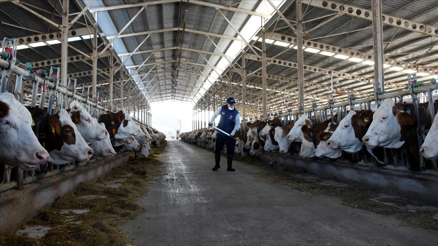 Türkiye’de ticari işletmelerce toplanan inek süt miktarı, mayısta 1 milyon