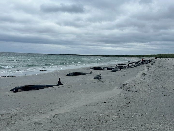 İskoçya’nın Orkney Adaları’nda kıyıya vuran 77 pilot balina telef oldu.