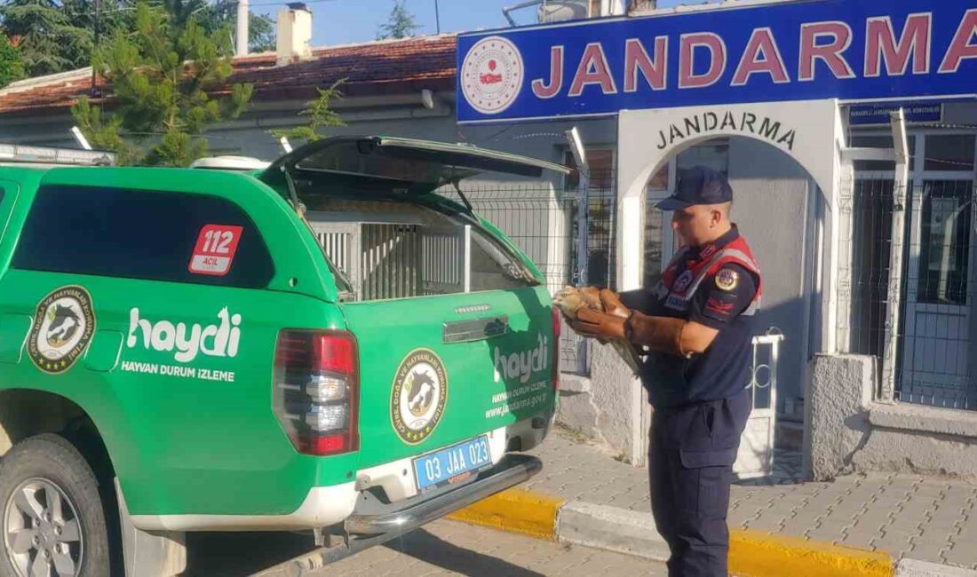 Afyonkarahisar’da jandarma ekipleri tarafından yaralı halde bulunan kızıl şahin koruma