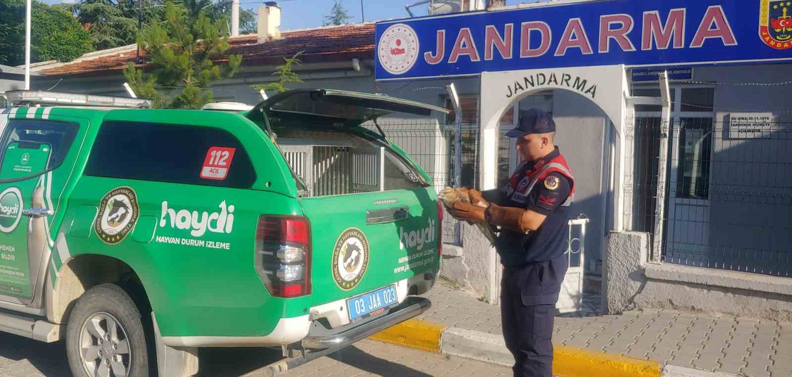 Afyonkarahisar’da jandarma ekipleri tarafından yaralı halde bulunan kızıl şahin koruma
