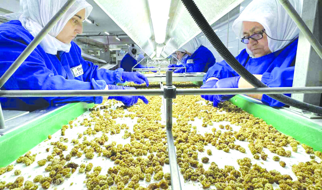 Türkiye’nin geleneksel ihracatçı sektörlerinden kuru meyve sektöründe ihracat 2024 yılının