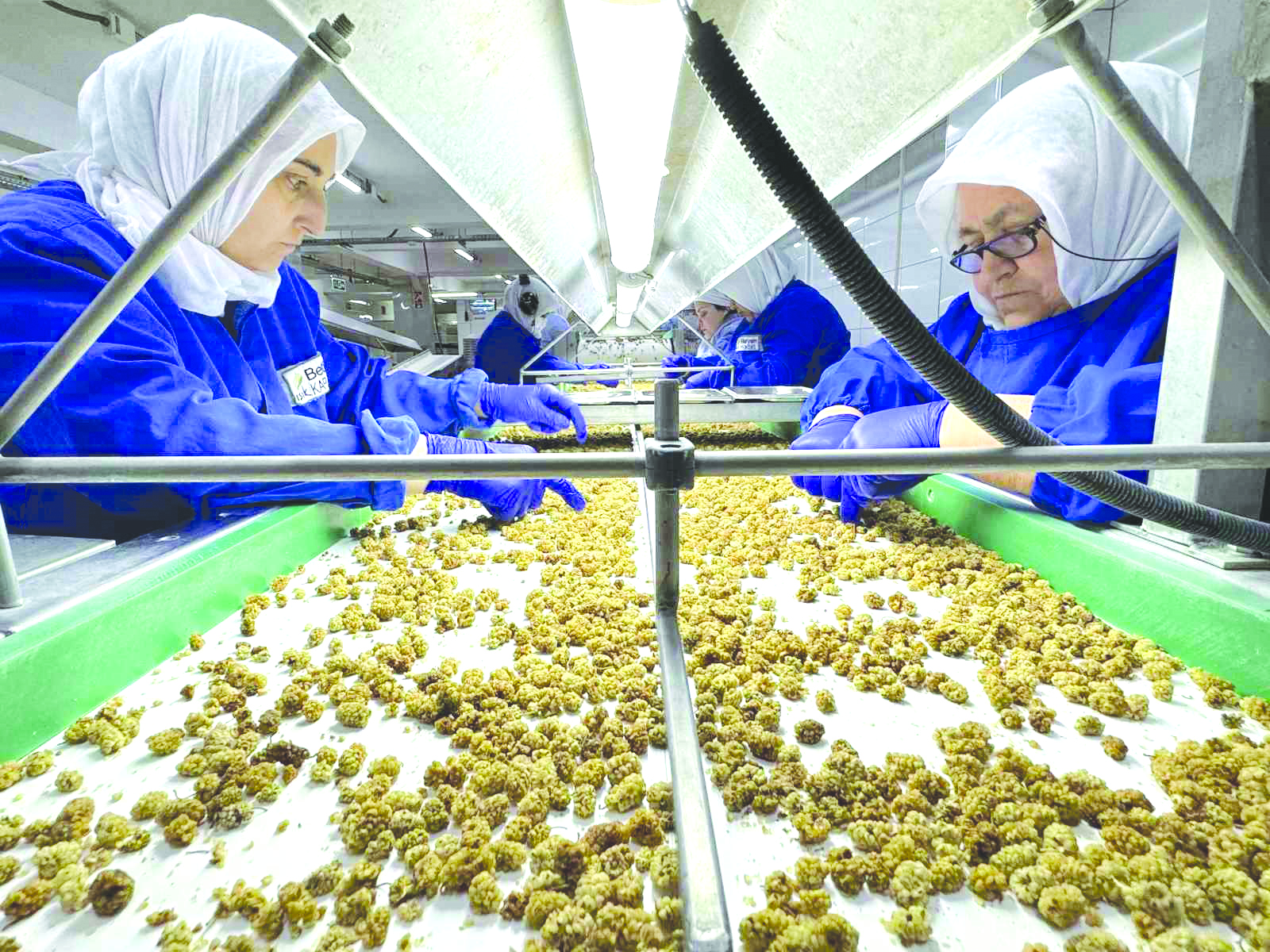 Türkiye’nin geleneksel ihracatçı sektörlerinden kuru meyve sektöründe ihracat 2024 yılının
