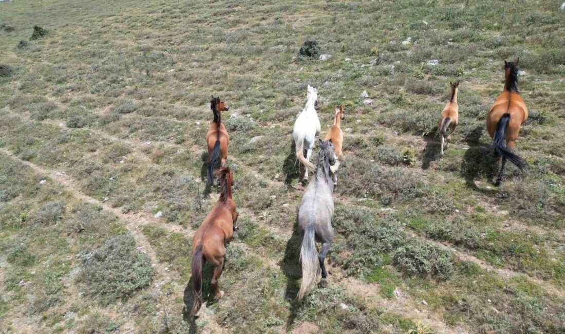 Ürkeklikleri ile bilinen yılkı atları sıcak yaz günlerinde yiyecek aramak