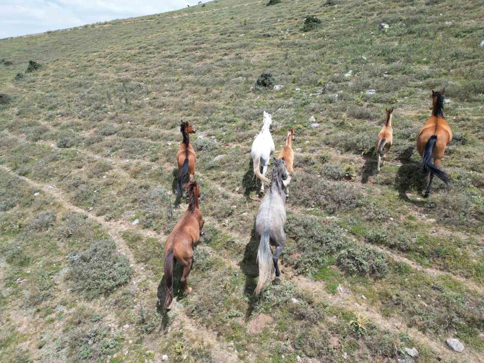 Ürkeklikleri ile bilinen yılkı atları sıcak yaz günlerinde yiyecek aramak