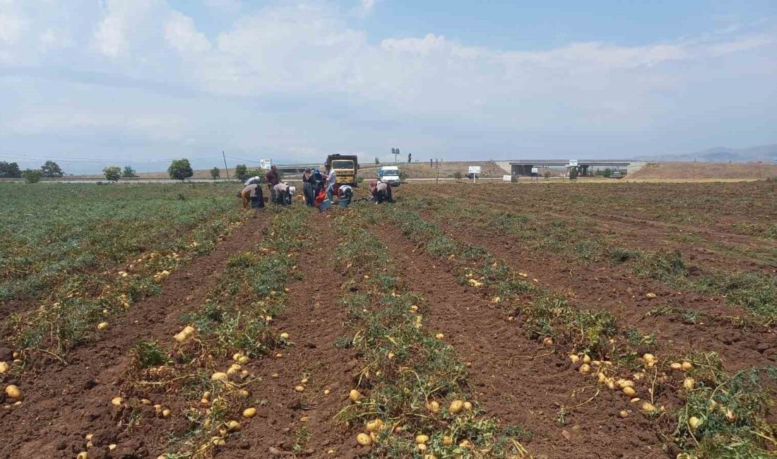 Afyonkarahisar’ın Sandıklı ilçesinde 800’ün üzerinde üretici tarafından 40 bin dekar