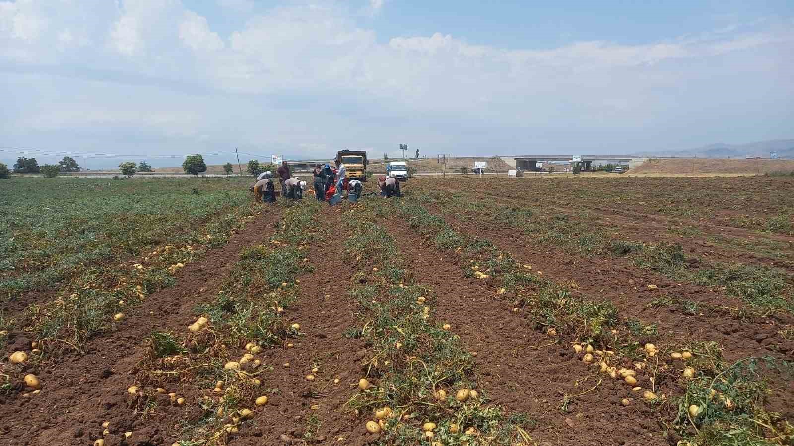 Afyonkarahisar’ın Sandıklı ilçesinde 800’ün üzerinde üretici tarafından 40 bin dekar