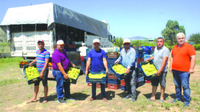 Düşük şeker oranı nedeniyle diyabet hastalarının tercih ettiği, Ege Bölgesi’nin
