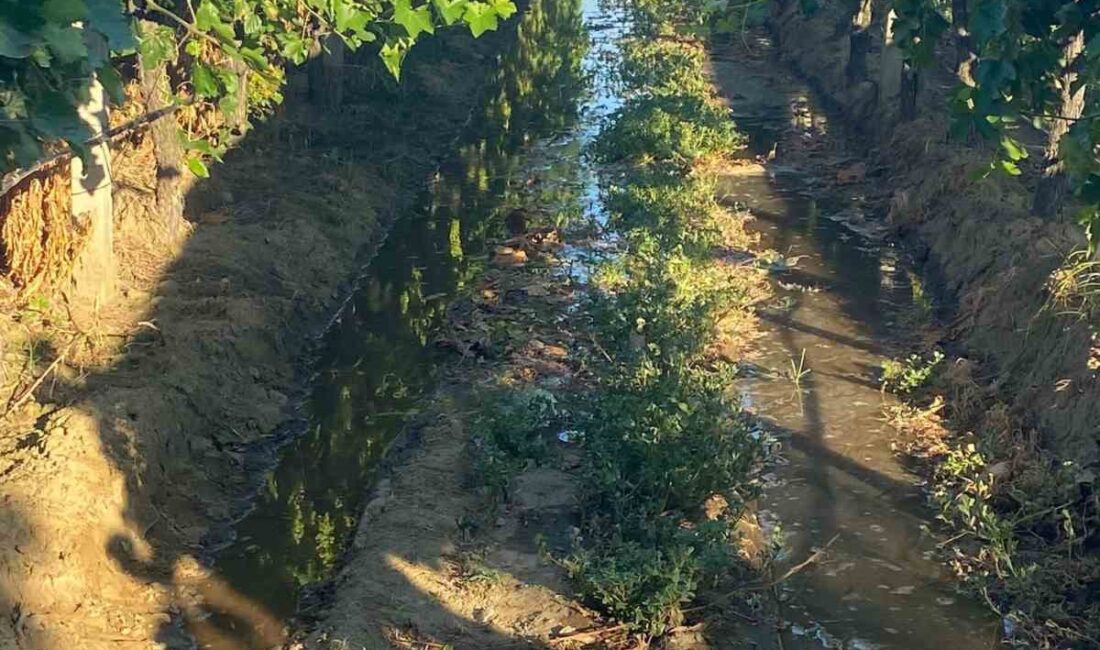 Manisa’nın Sarıgöl ilçesinde dünyaca ünlü Çekirdeksiz Sultaniye üzüm bağlarında hummalı