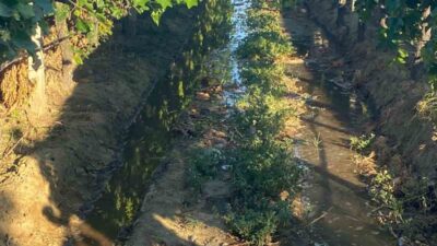 Manisa’nın Sarıgöl ilçesinde dünyaca ünlü Çekirdeksiz Sultaniye üzüm bağlarında hummalı