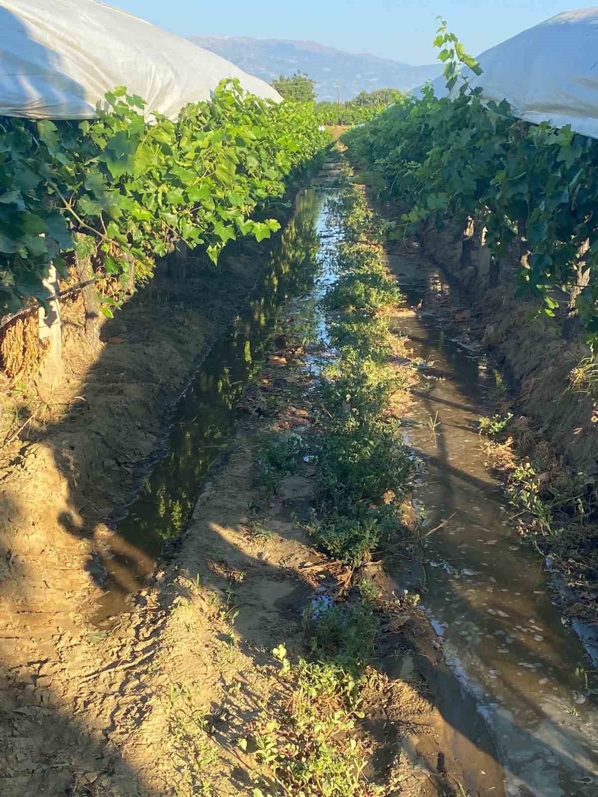 Manisa’nın Sarıgöl ilçesinde dünyaca ünlü Çekirdeksiz Sultaniye üzüm bağlarında hummalı