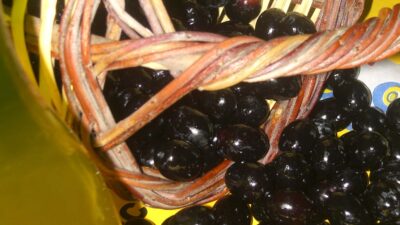 Tarih boyunca barışın ve bereketin simgesi olarak kabul edilen ölmez