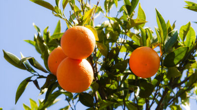 İhracatçı istedi, TARSİM mandalinanın sigorta bedelini kilogramda 7,5 TL’den 12,5