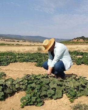 Dazkırı İlçe Tarım ve Orman Müdürlüğü, Sebzelerde Hastalık ve Zararlı Kontrolleri Gerçekleştirdi Dazkırı İlçe Tarım ve Orman Müdürlüğü, sebzelerde hastalık ve zararlı
