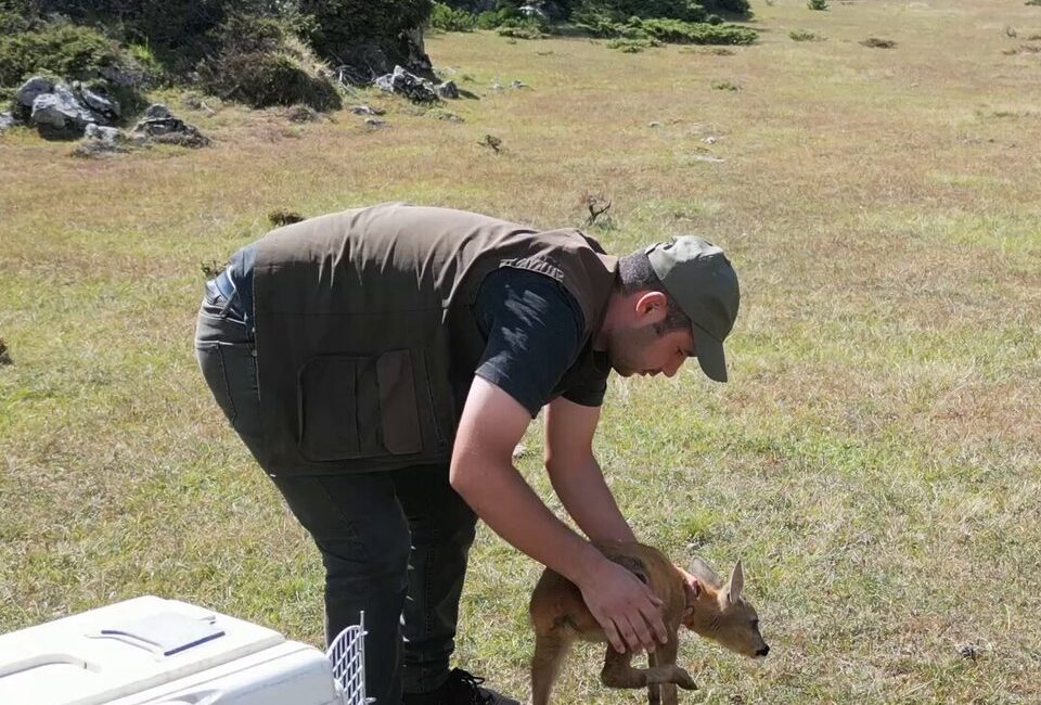 Kastamonu’da köylüler tarafından yaralı durumda bulunan bir karaca, yetkililer tarafından