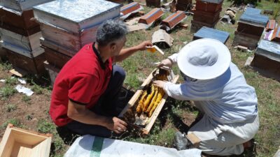  Konya’nın Bozkır ilçesinde, Toros Dağlarında 2 bin 500 rakımlı yüksek