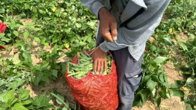Türkiye’nin taze fasulye ihtiyacının büyük bölümünün karşılandığı Bursa’da bu yıl