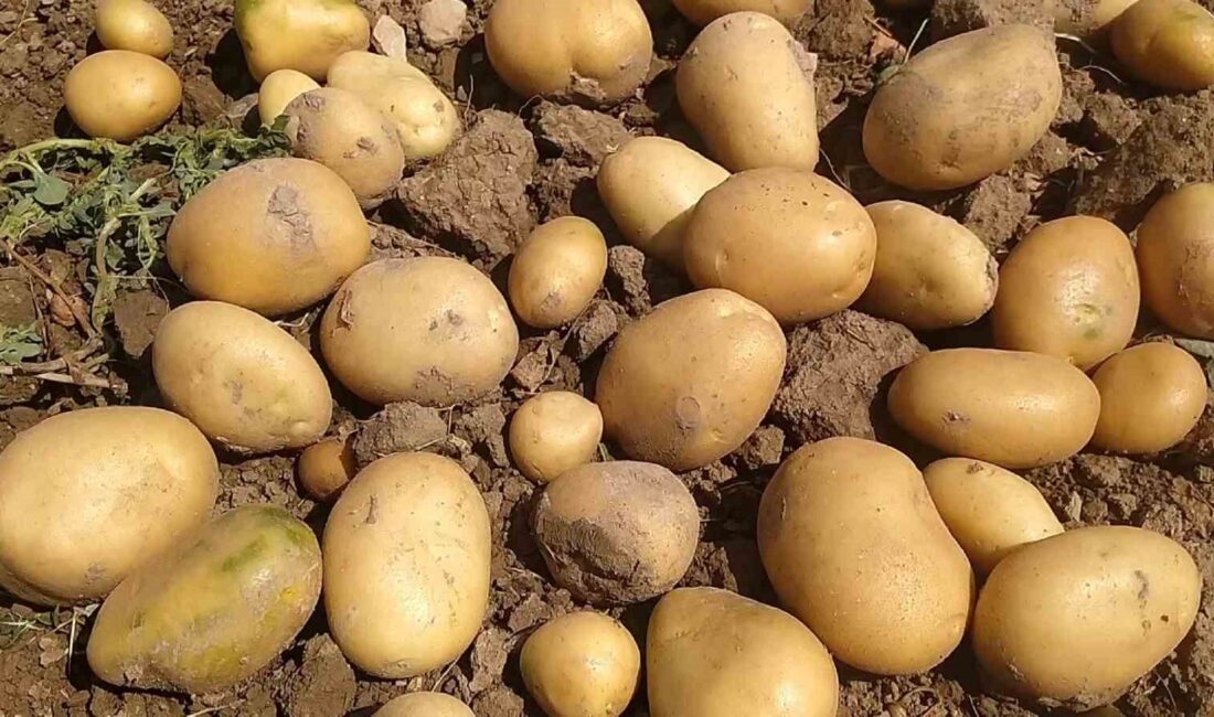 Türkiye’de patates üretiminde ilk sıralarda yer alan Afyon’da 581 bin