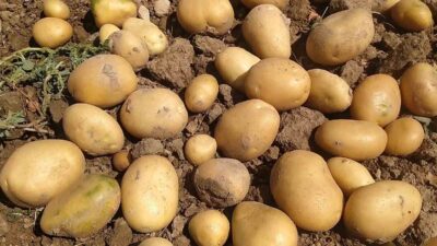 Türkiye’de patates üretiminde ilk sıralarda yer alan Afyon’da 581 bin