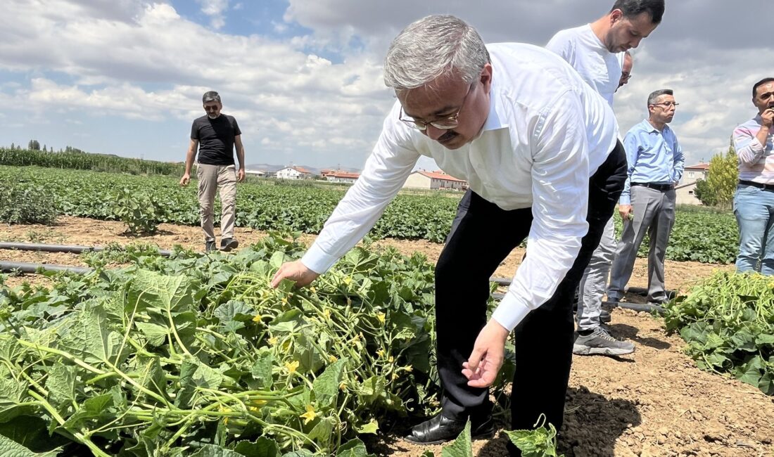   Salatalık alımı konusunda açıklamada bulunan AK Parti Afyonkarahisar Milletvekili