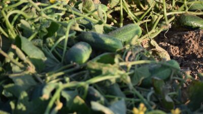 Kocaöz kasabasındaki salatalık üreticileriyle bir araya gelen İYİ Parti İl