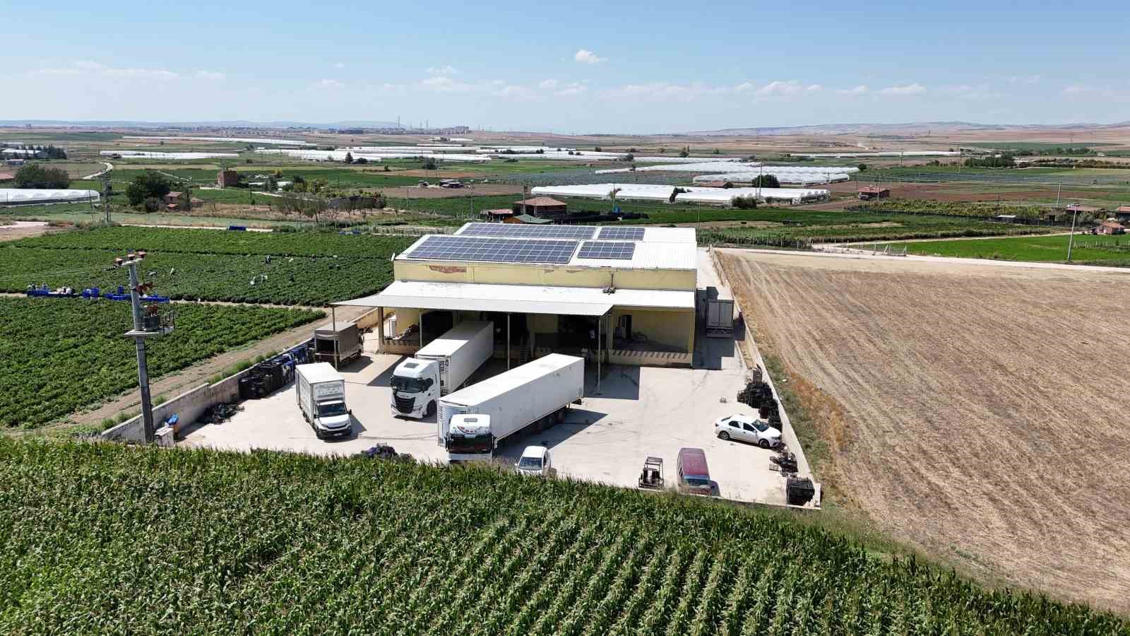 Eskişehirli sebze üreticileri, toplam 22 ton dereotu ve maydanozu Romanya