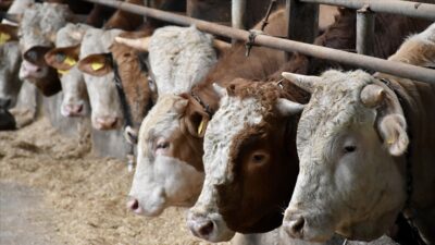 Tarım ve Orman Bakanlığının ilgili kuruluşu Tarım ve Kırsal Kalkınmayı