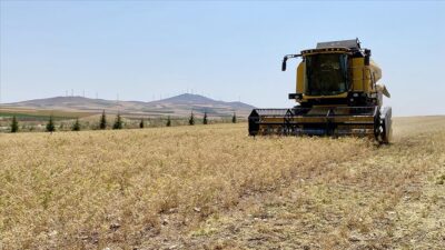 Kırşehir’de Nohut Ekimi Artıyor: 440 Bin Dekara Çıkan Üretimle Üçüncü