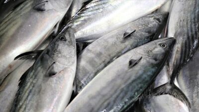 Eylül ayı itibarıyla başlayacak av sezonuna ilişkin hazırlıklar devam ederken,