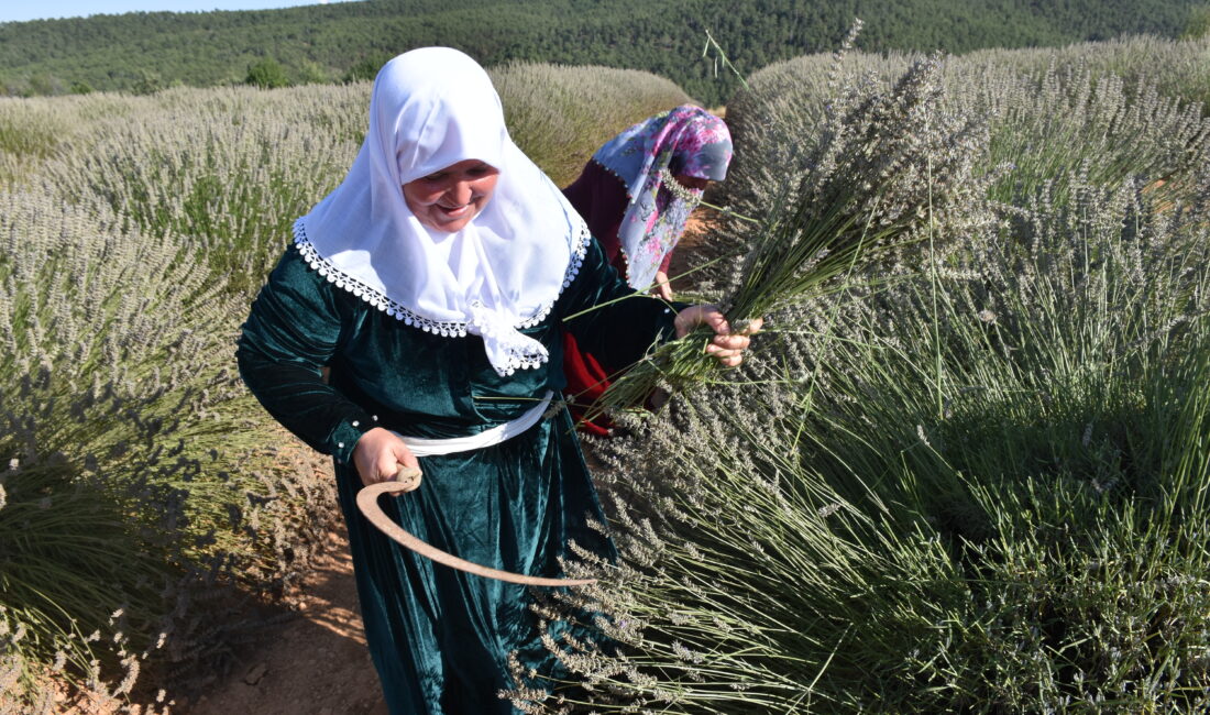 Afyonkarahisar’ın Dazkırı ilçesine bağlı İdris köyünde lavanta hasadı hareketliliği yaşanıyor.