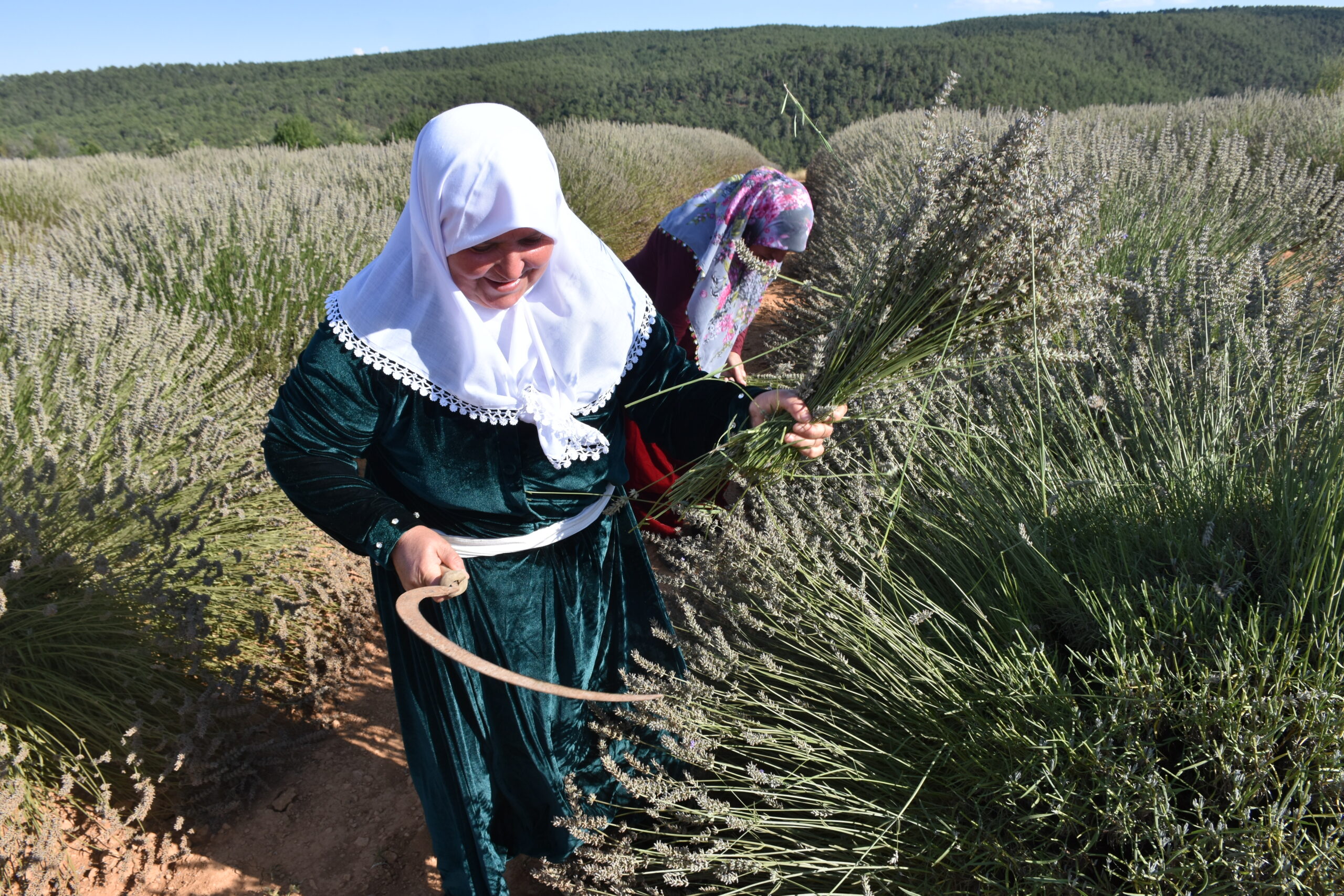Afyonkarahisar’ın Dazkırı ilçesine bağlı İdris köyünde lavanta hasadı hareketliliği yaşanıyor.