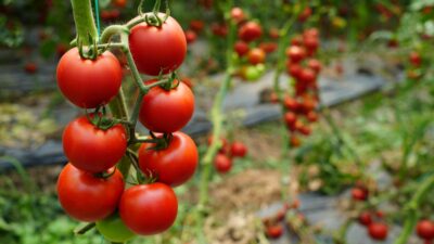 Antalya hallerinde işlem gören domates miktar endeksi yıllık yüzde 42,31
