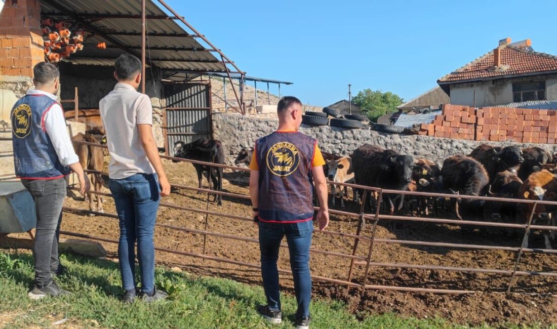 Afyonkarahisar’da çalınan 23 büyükbaş hayvan, jandarma ekiplerince yapılan çalışmalar sonucunda