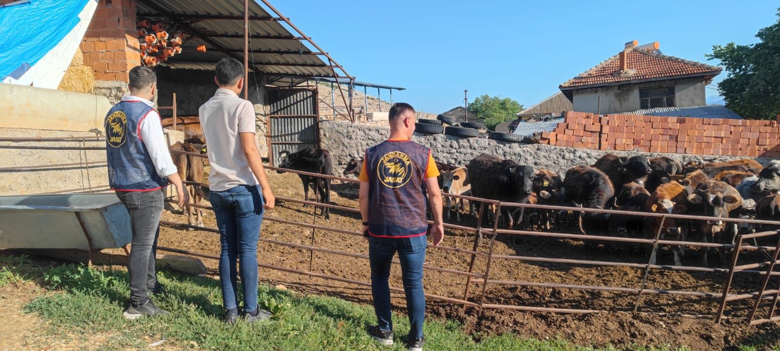 Afyonkarahisar’da çalınan 23 büyükbaş hayvan, jandarma ekiplerince yapılan çalışmalar sonucunda