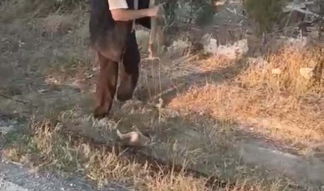 Polatlı’da Yavru Köpeğe Dirgenli Vahşet: Bir Cani Gözaltında Ankara’nın Polatlı