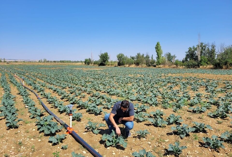 Afyonkarahisar Sinanpasa İlçe Tarım ve Orman Müdürlüğü ekipleri, brokoli ekili