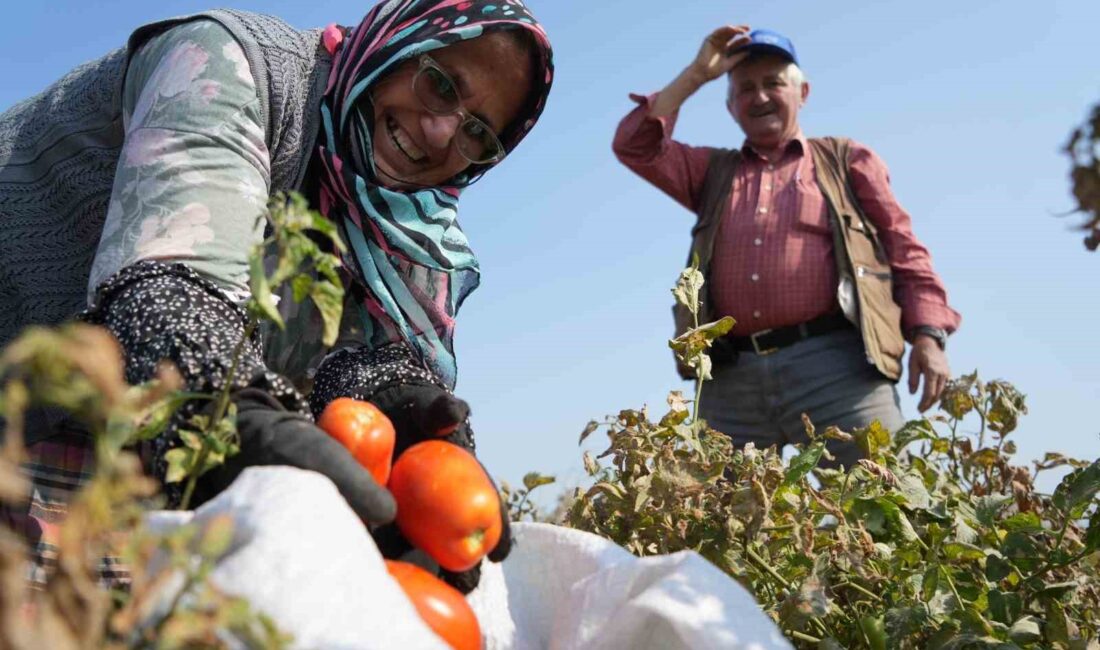 Bursa’da domates rekoltesinin beklenenin üzerinde olması, salça fabrikalarının yeteri kadar