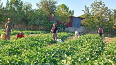 Afyonkarahisar’ın Başmakçı ilçesinde kornişon salatalık hasadı başladı. İlçe merkezi ve