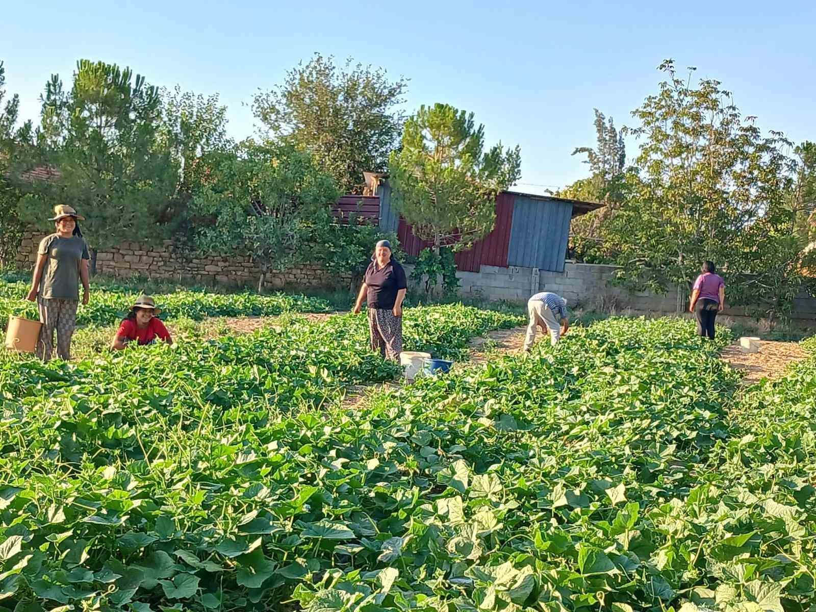 Afyonkarahisar’ın Başmakçı ilçesinde kornişon salatalık hasadı başladı. İlçe merkezi ve