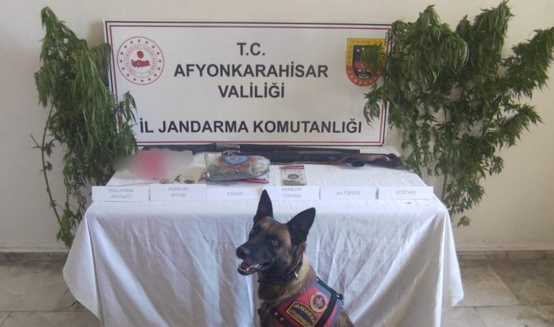 Afyonkarahisar’da evinin bahçesine kenevir eken şahıs jandarmanın düzenlediği operasyonla yakalanırken,