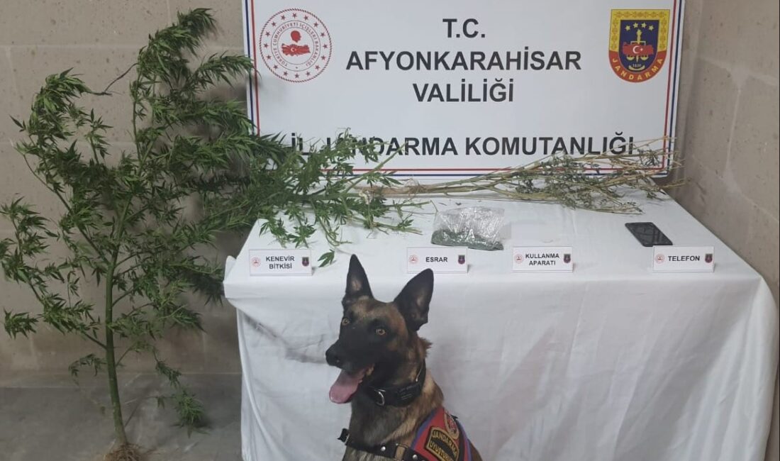 Afyonkarahisar İl Jandarma Komutanlığı ekipleri yaptığı operasyonda esrar maddesi, kenevir