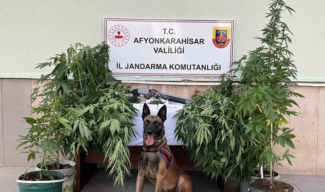 Afyonkarahisar’da evlerinin yanında ki odunluk deposunda kovalar içerisinde kenevir yetiştiren