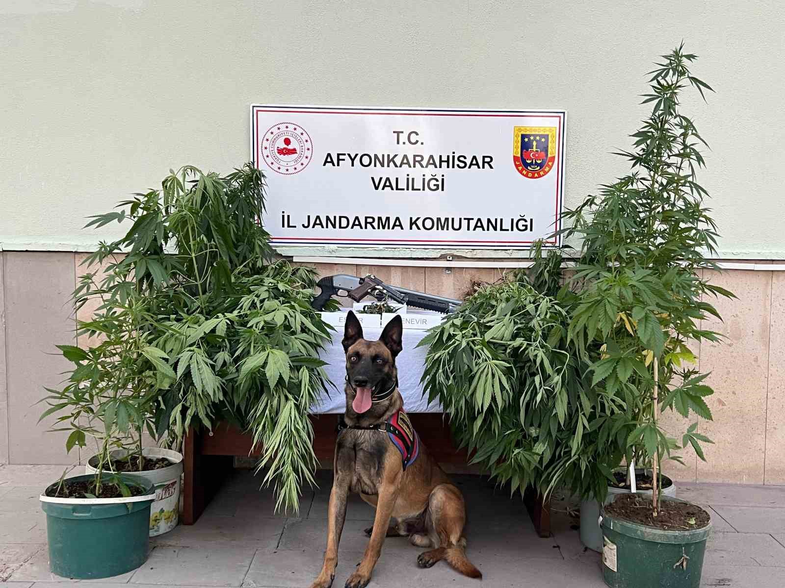 Afyonkarahisar’da evlerinin yanında ki odunluk deposunda kovalar içerisinde kenevir yetiştiren